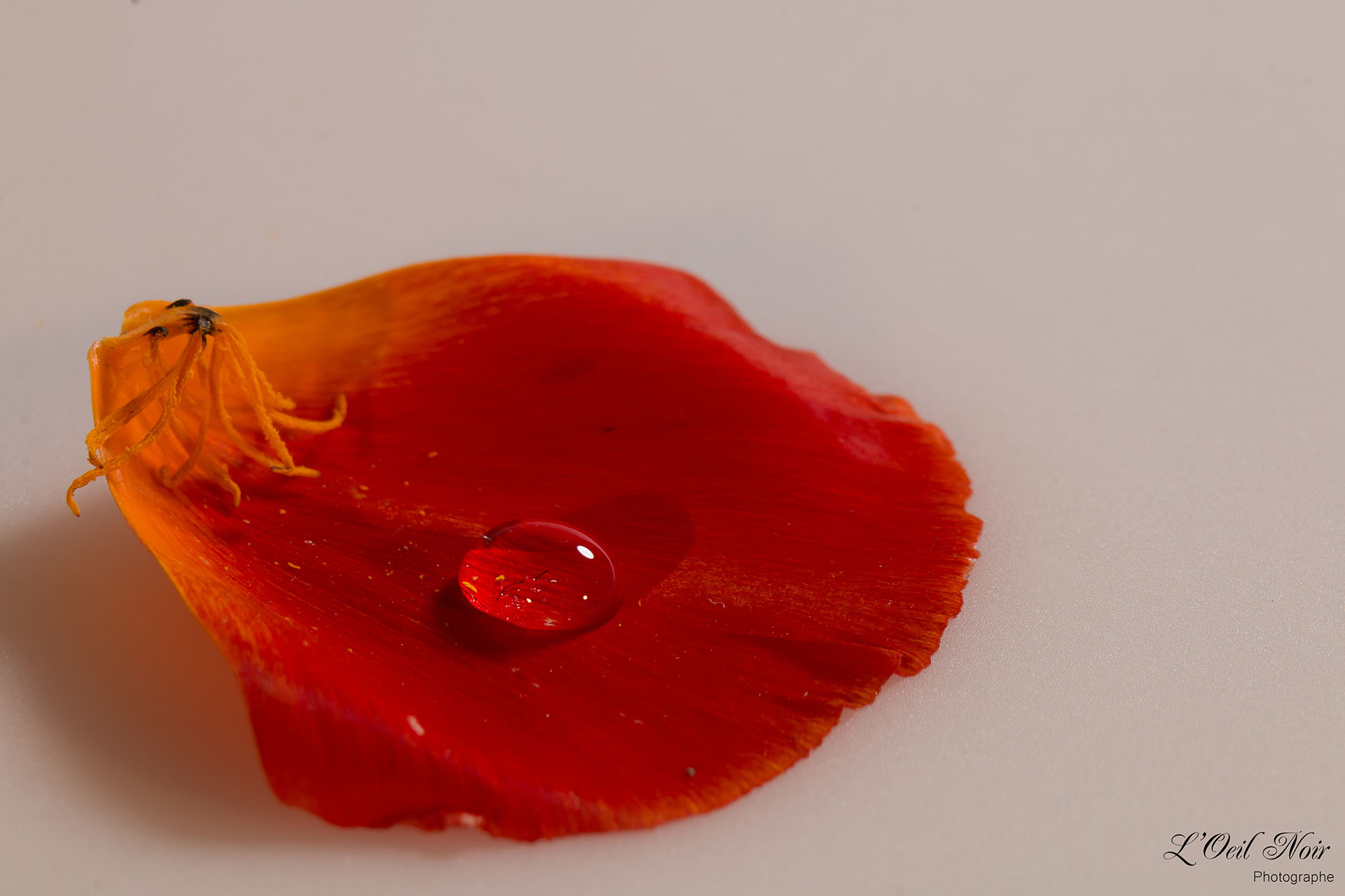 L' Oeil Noir Photographe